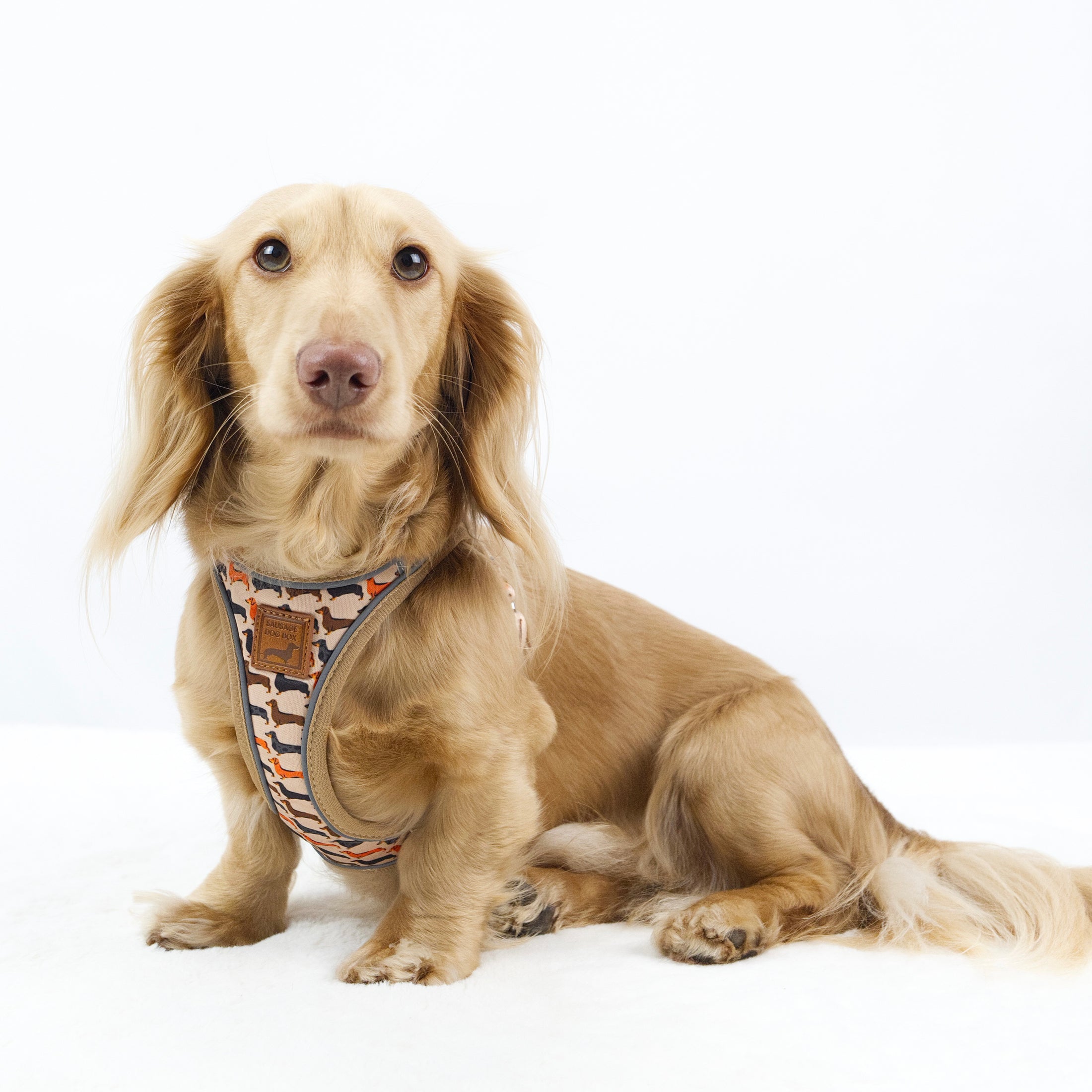 Doxie StepMag Step-in Magnetic Dachshund Harness - Sophisticated Sausage