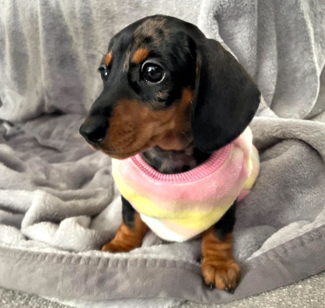 Pink & Yellow Flutter By Heart - Sausage Dog Box Dachshund PJ's/Jumper
