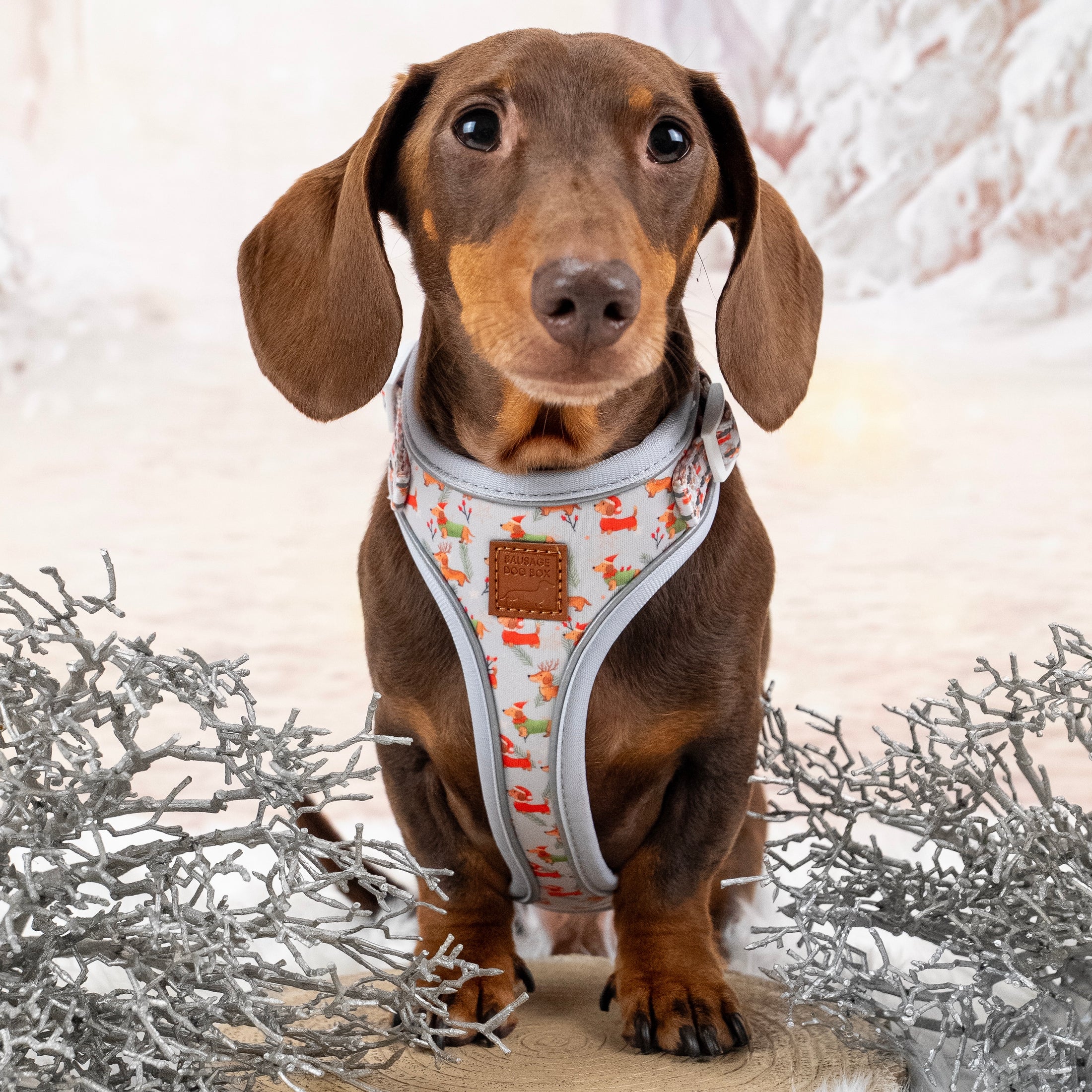 Frosty Sausages DoxieLite Anti-Rub Christmas Dachshund Harness