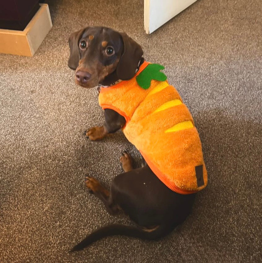 ‘The Carrot’ Dachshund Jumper PJ's | Sausage Dog Box