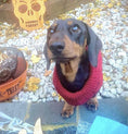 Load image into Gallery viewer, Sausage Dog Box Cosy Burgundy Cable Knit Dachshund Jumper
