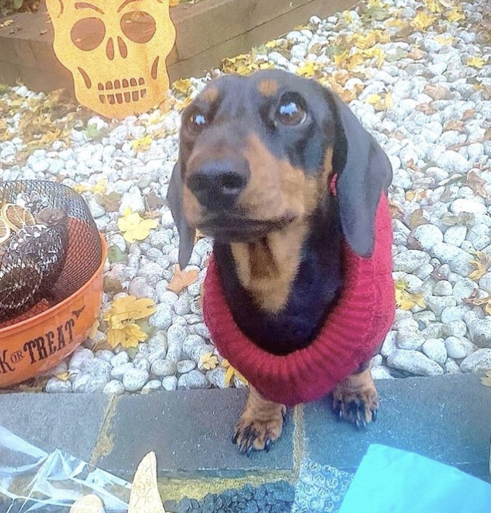 Sausage Dog Box Cosy Burgundy Cable Knit Dachshund Jumper