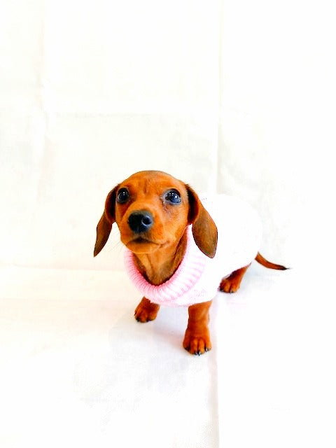 Sausage Dog Box Cosy Candyfloss Pink Cable Knit Dachshund Jumper