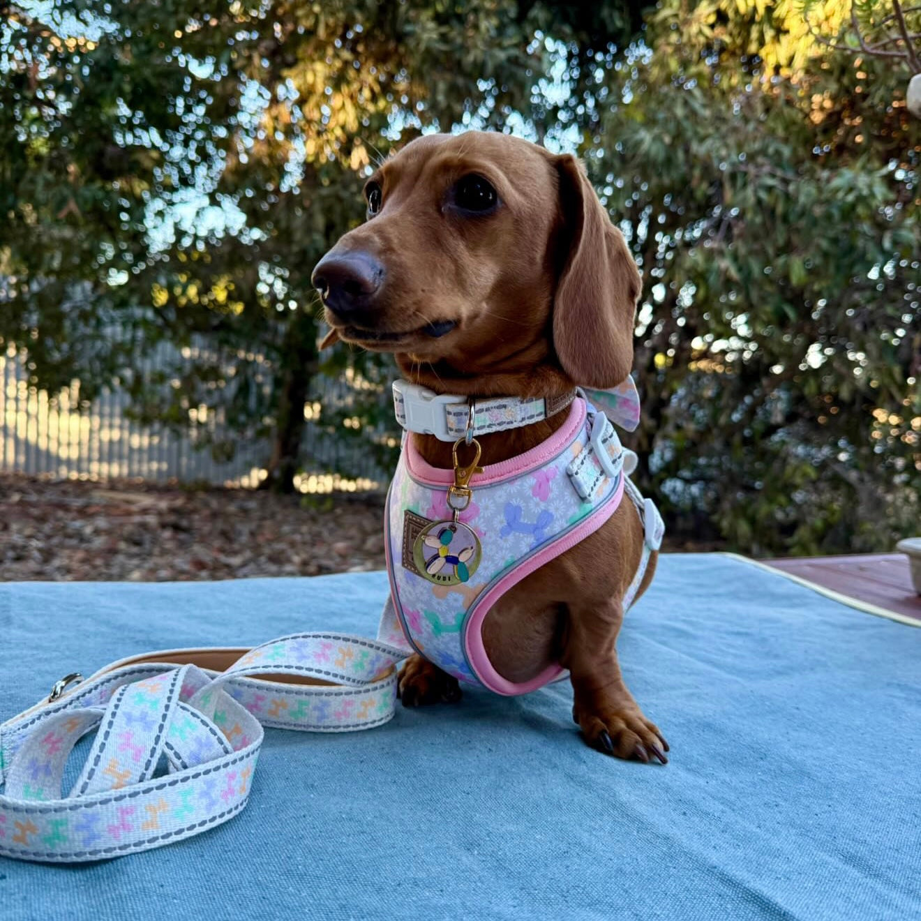 Daisy Balloon Dog Dachshund Anti-Rub Harness