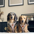 Load image into Gallery viewer, Anti-Rub Dachshund Harness - Weiner On Wheels
