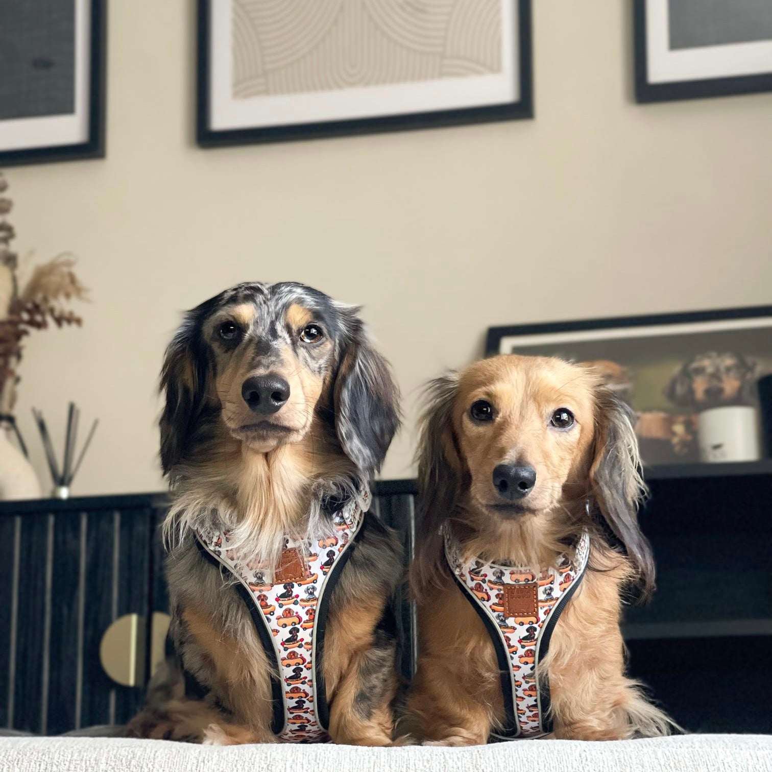 Anti-Rub Dachshund Harness - Weiner On Wheels