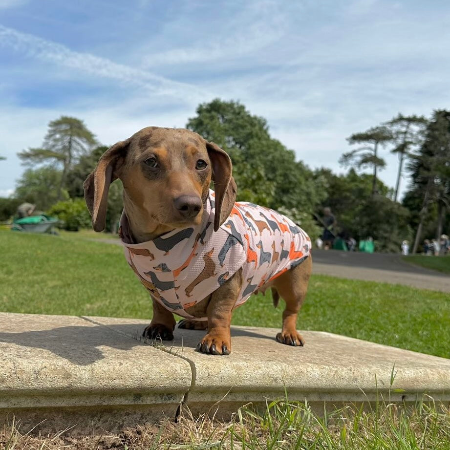 Beige Sausage Dog DoxieCool Dachshund Cooling Tee +30 Sun Protection Dog Vest