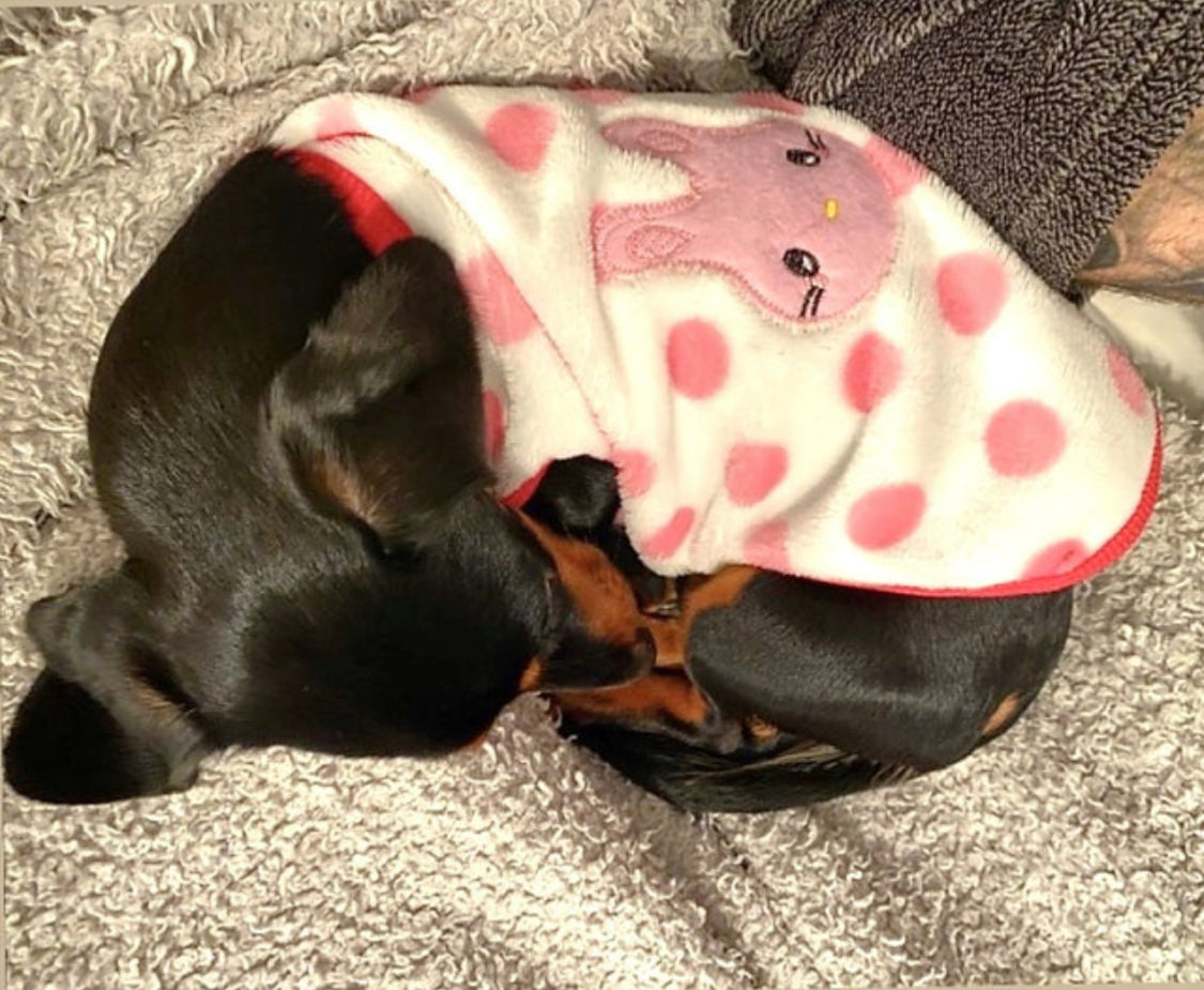 Pink Bunny Hop - Sausage Dog Box Dachshund PJ's/Jumper