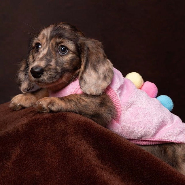 Pink ‘Ice Cream Sundae’ Sausage Dog Box Puppy Pj Jumper
