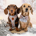 Load image into Gallery viewer, Frosty Sausages DoxieLite Anti-Rub Christmas Dachshund Harness
