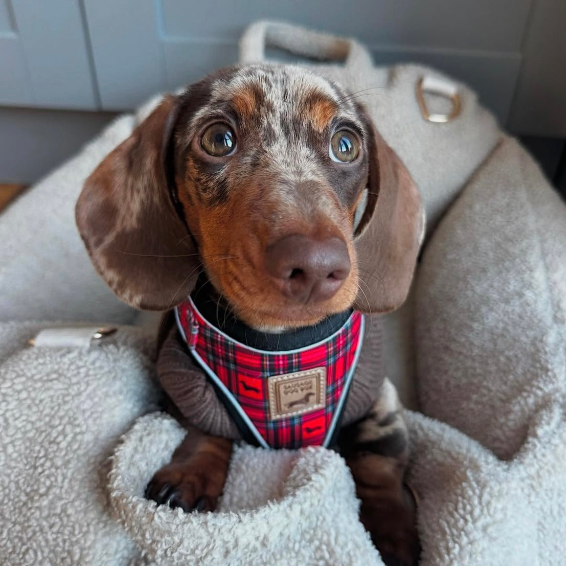 Tart'n Up Anti-Rub Dachshund Harness Red Tartan Sausage Dog Print