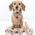 Load image into Gallery viewer, Honey Bear Cute Sausage Dog Lead
