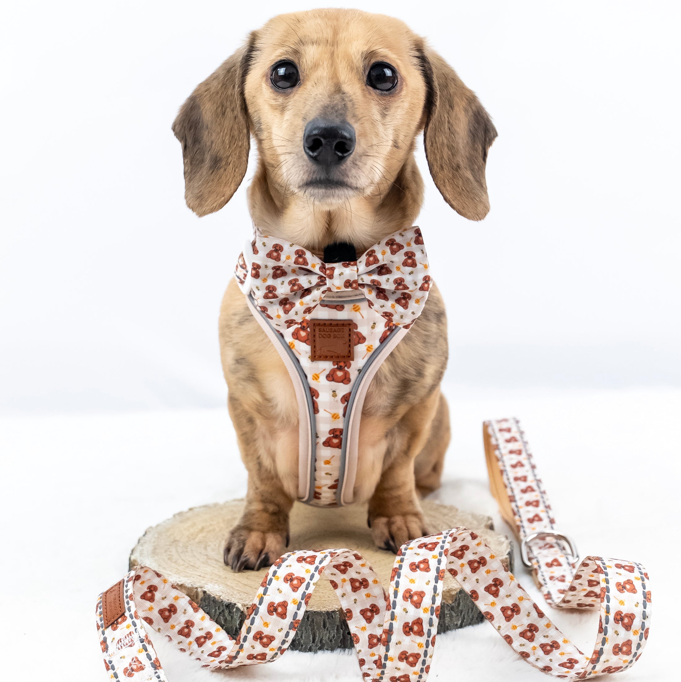 Honey Bear Cute Sausage Dog Lead