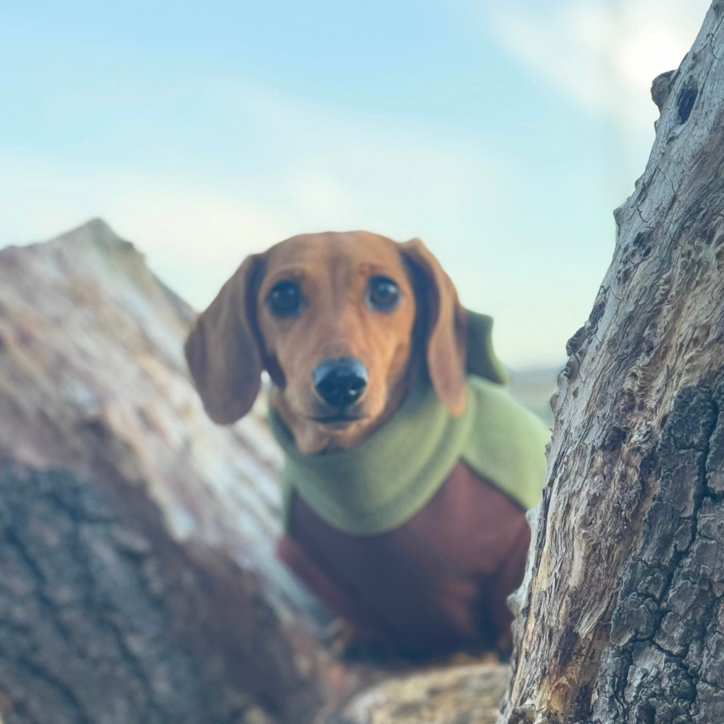 Pistachio Waterproof Dachshund Harness Fleece | DoxieDri by Sausage Dog Box