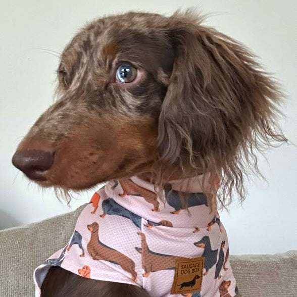 Beige Sausage Dog DoxieCool Dachshund Cooling Tee +30 Sun Protection Dog Vest