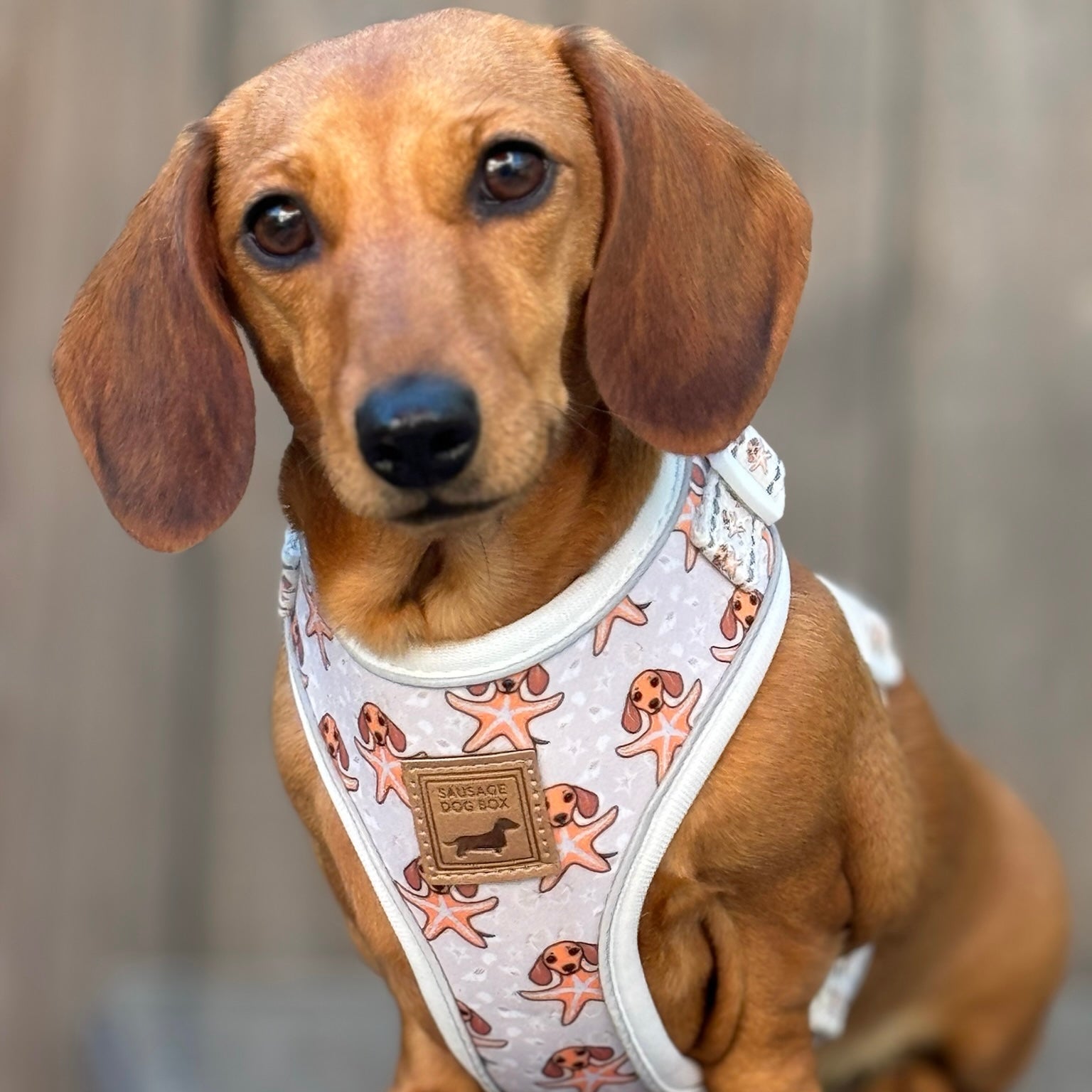 Anti-Rub Dachshund Harness - Ahoy Star Sausage