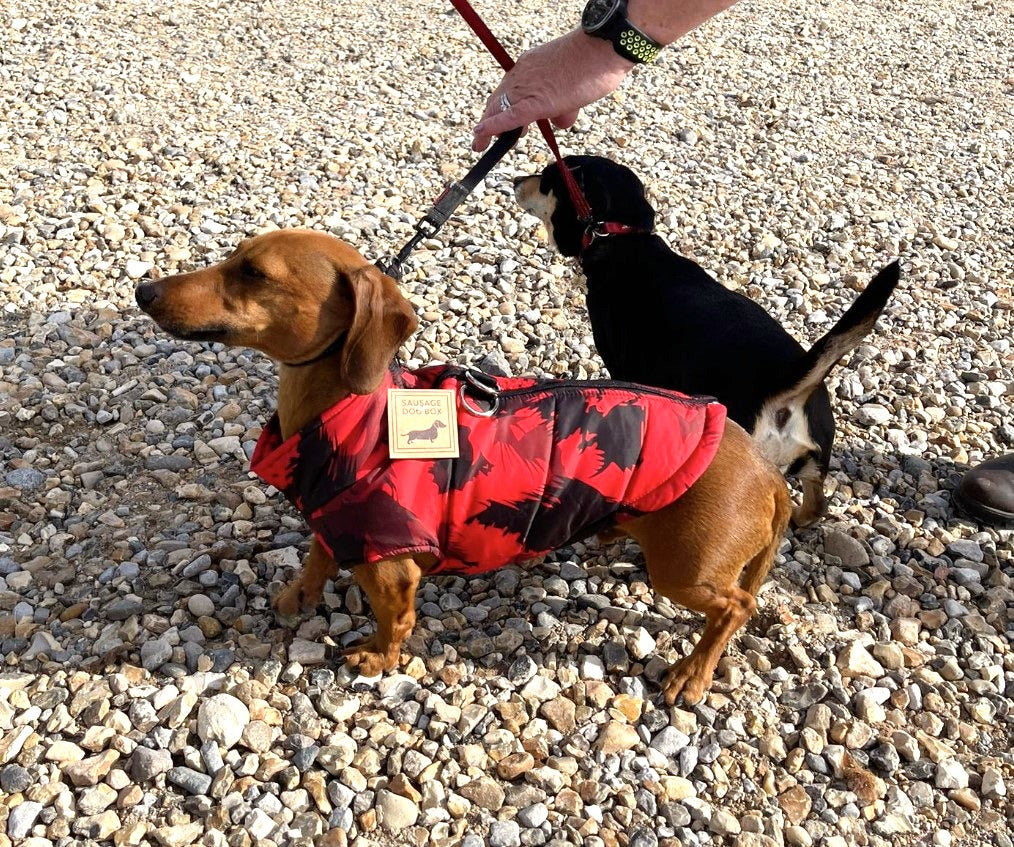 Sausage Dog Box Waterproof Step In Puffer Coat - Red