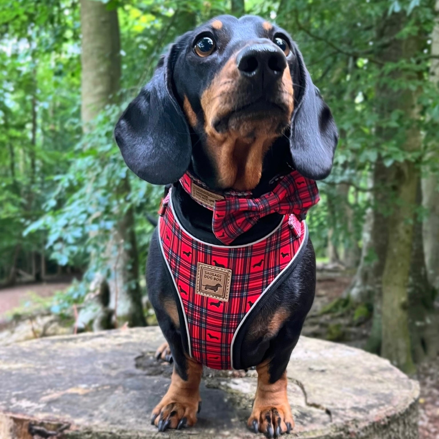 Tart'n Up Anti-Rub Dachshund Harness Red Tartan Sausage Dog Print