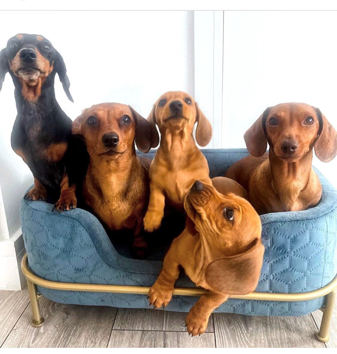 Sausage Dog Box, Dachshund Amity Blue/Gold Luxury Velvet Dog Bed Sofa