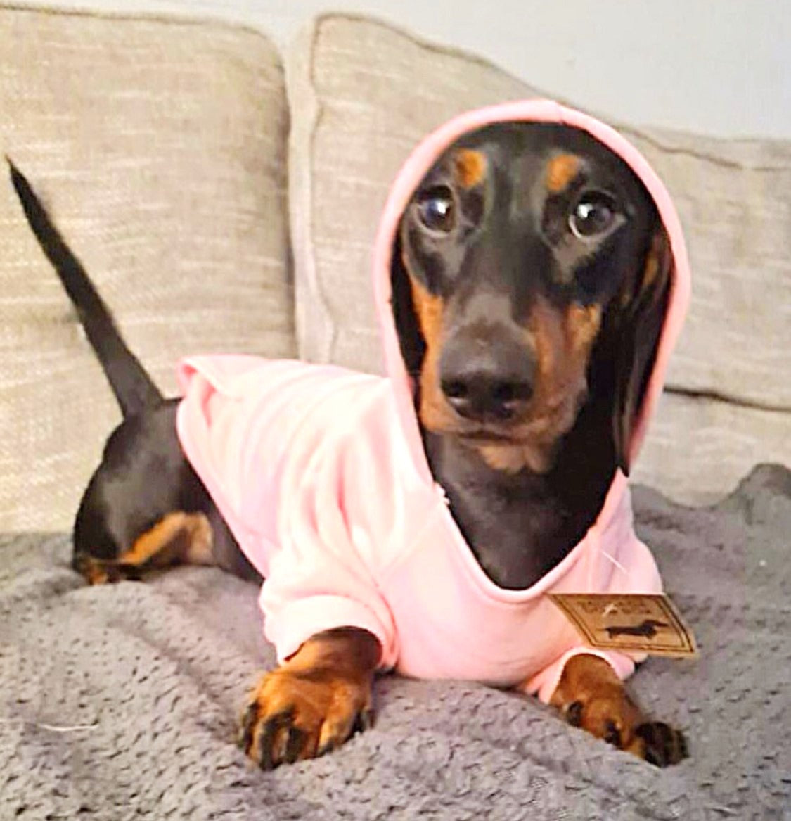 Sausage Dog Box Pink Dachshund Hoodie