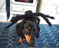 Load image into Gallery viewer, Sausage Dog Box Dachshund Spider Outfit
