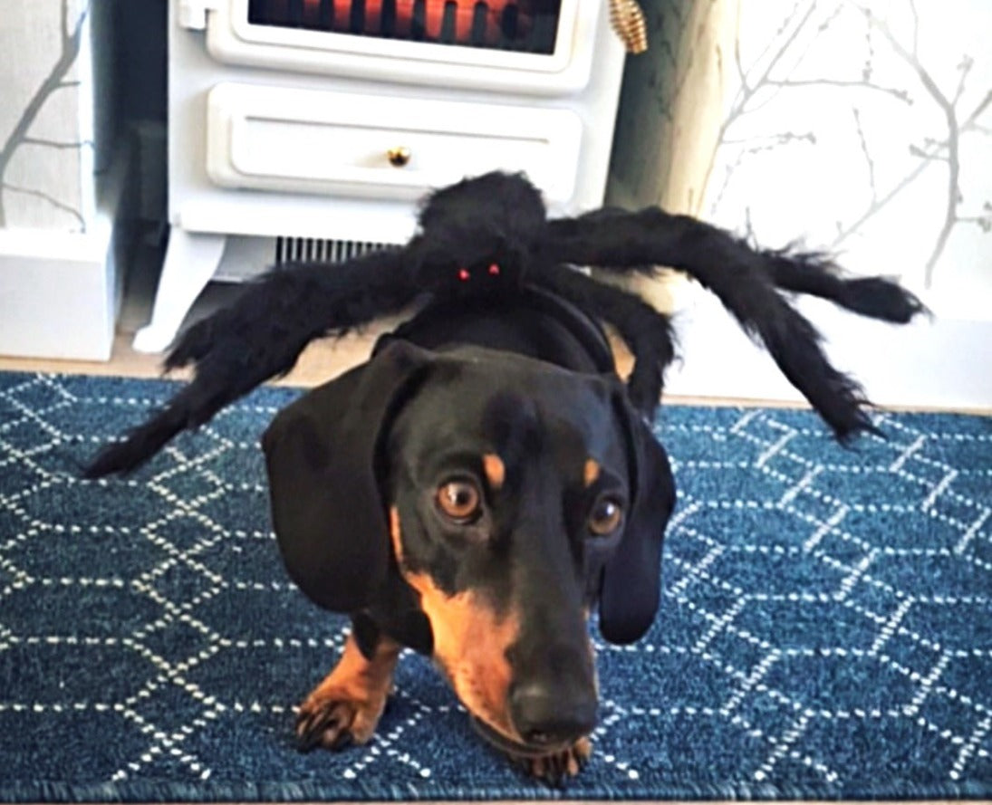Sausage Dog Box Dachshund Spider Outfit