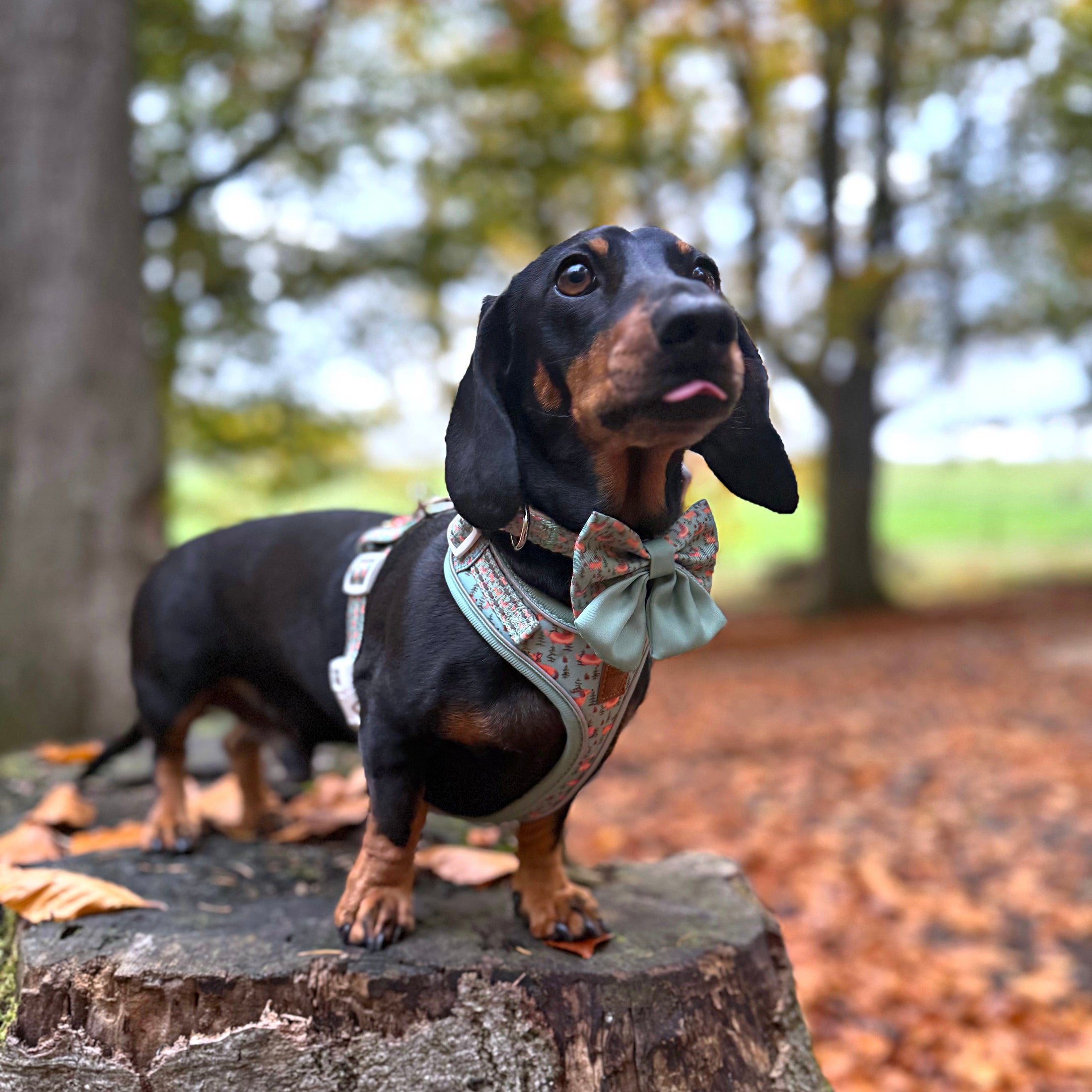 Woodland Weens DoxieLite Anti-Rub Sausage Dog Harness