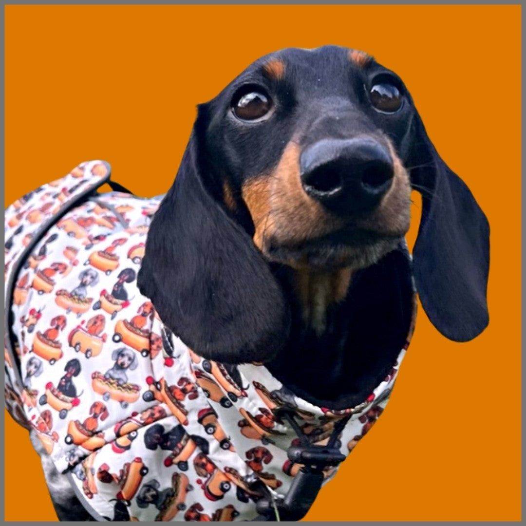 Weiner On Wheels Polartec Waterproof Dachshund Coat - Sausage Dog Box