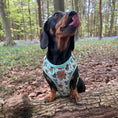 Load image into Gallery viewer, Sniffari Dachshund Anti-Rub Harness
