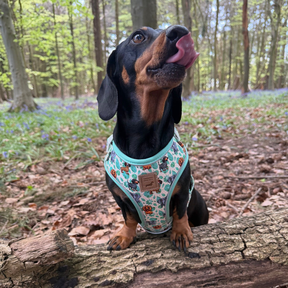 Sniffari Dachshund Anti-Rub Harness