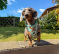 Load image into Gallery viewer, Sniffari Dachshund Anti-Rub Harness
