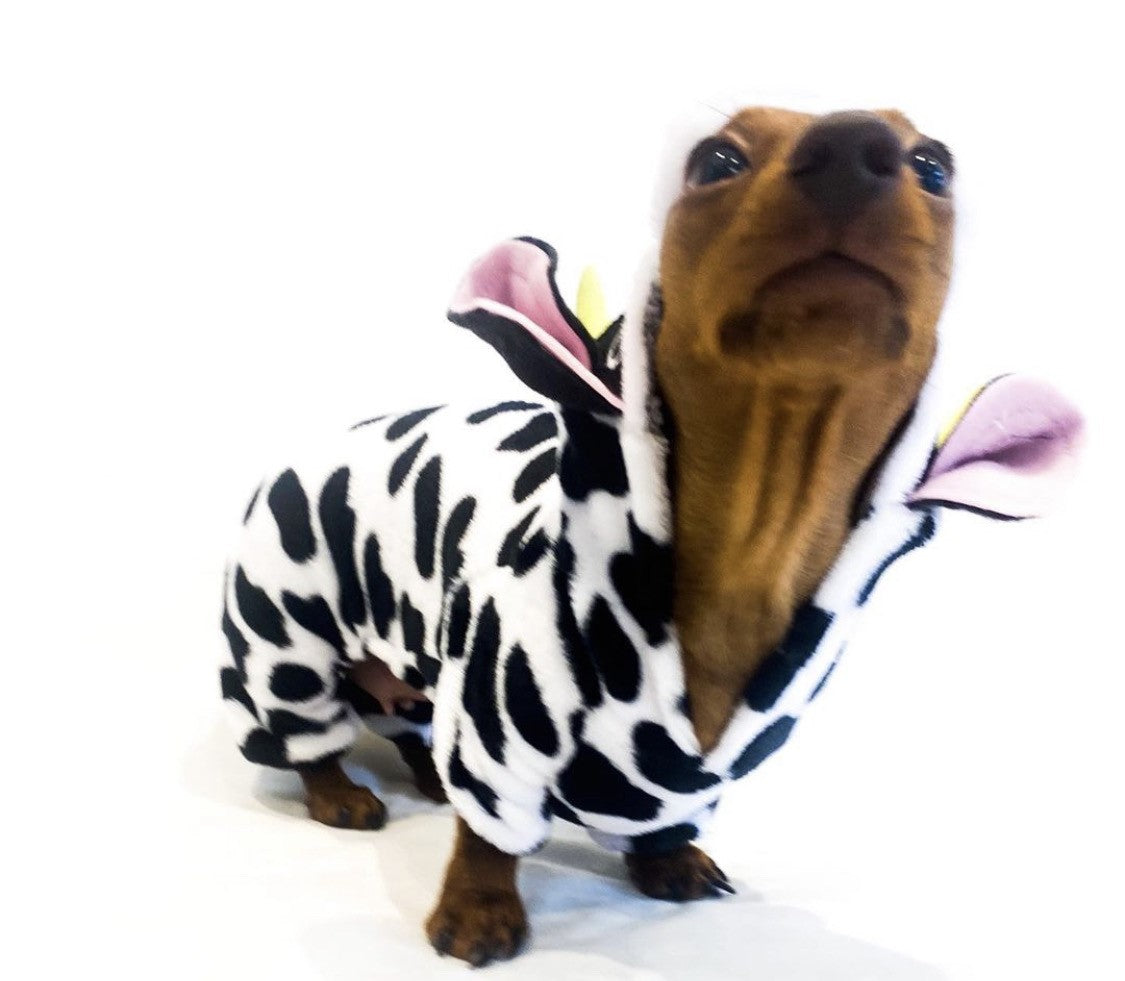 CLEARANCE - Sausage Dog Box, Dachshund Cute Cow Outfit