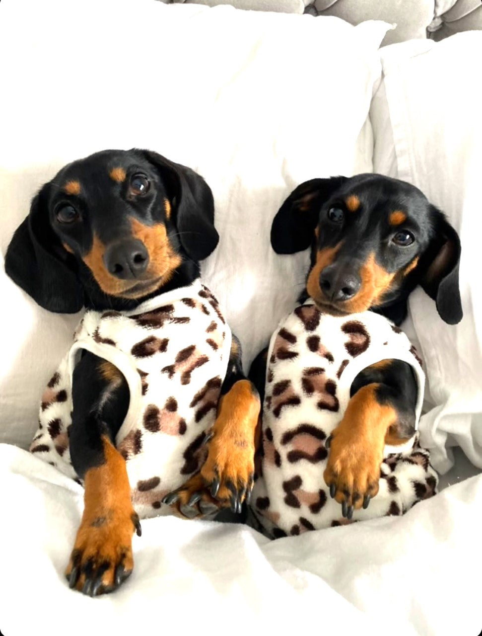 Sausage Dog Box, Dachshund Leopard Cute Cosy Dachshund PJ's Jumper
