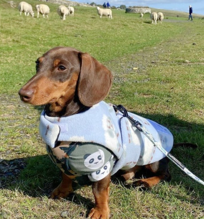 Sausage Dog Box Designer Fleece Waterproof 'Bahbah' Sheep Dachshund Coat