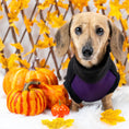 Load image into Gallery viewer, Spiced Twilight Waterproof Dachshund Harness Fleece | Sausage Dog Box DoxieDri
