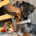 Load image into Gallery viewer, Honey Bear Sausage Dog Adjustable Collar
