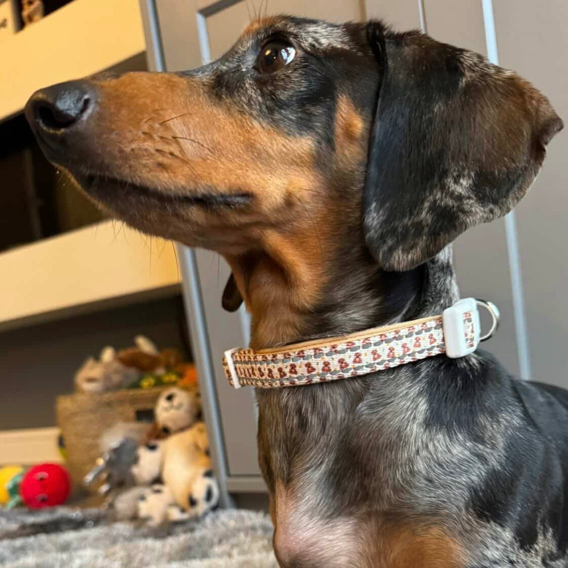 Honey Bear Sausage Dog Adjustable Collar
