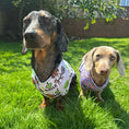 Load image into Gallery viewer, Dachshund In Bloom DoxieCool Dog Cooling Vest for Dachshunds
