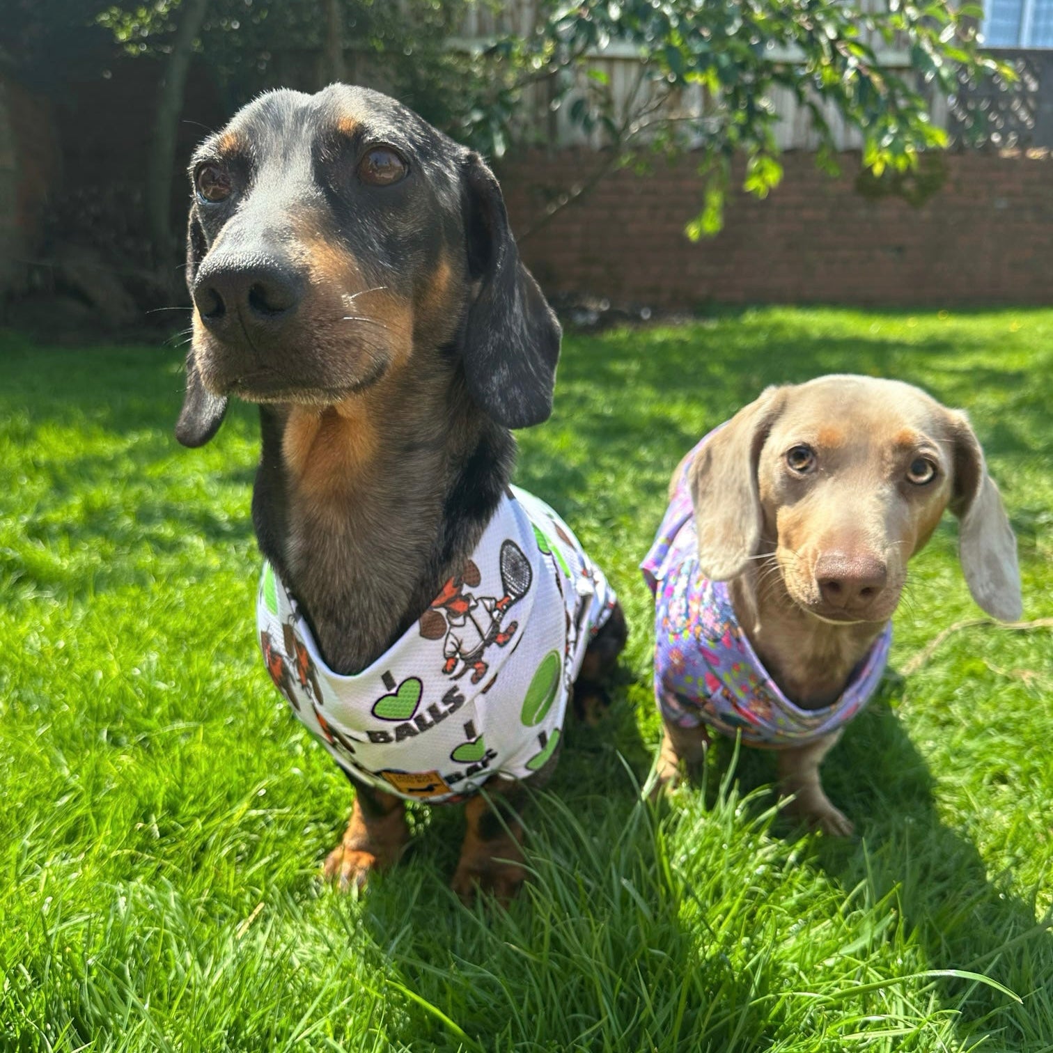 Dachshund In Bloom DoxieCool Dog Cooling Vest for Dachshunds