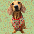 Load image into Gallery viewer, Shroom Dog Anti-Rub Sausage Dog Harness
