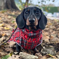 Load image into Gallery viewer, Sausage Dog Box Perfect Fit Dachshund Coat - Tart’n Up
