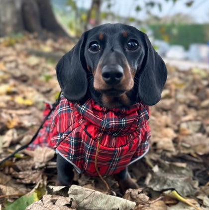 Sausage Dog Box Perfect Fit Dachshund Coat - Tart’n Up