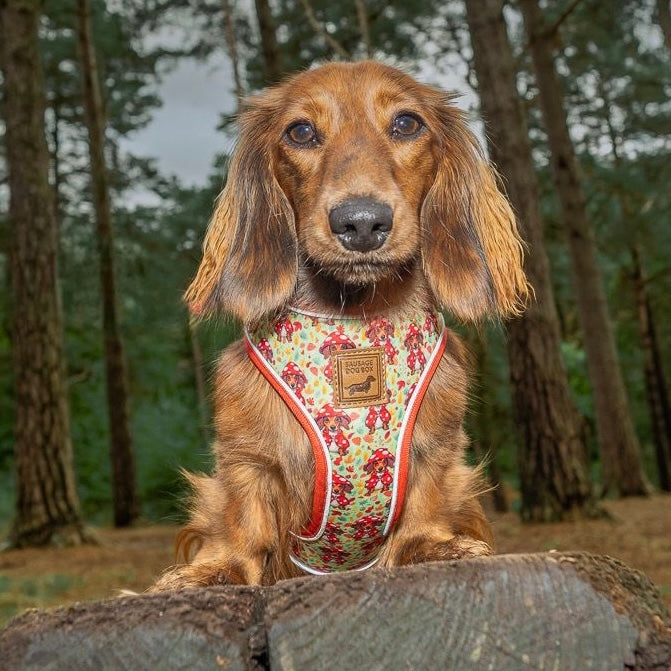 Shroom Dog Anti-Rub Sausage Dog Harness