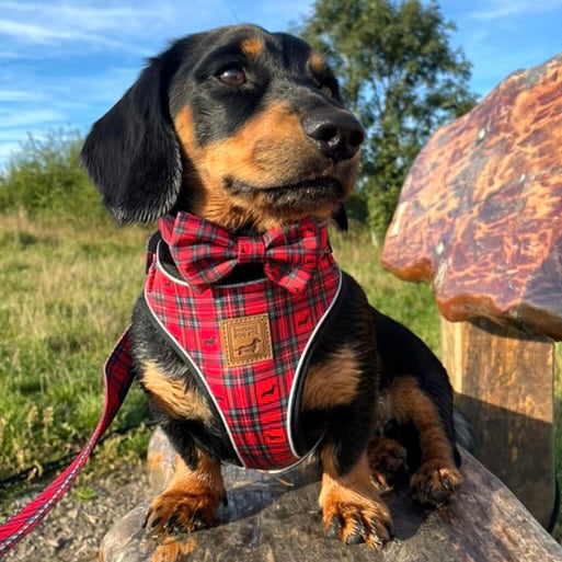 Tart'n Up Anti-Rub Dachshund Harness Red Tartan Sausage Dog Print