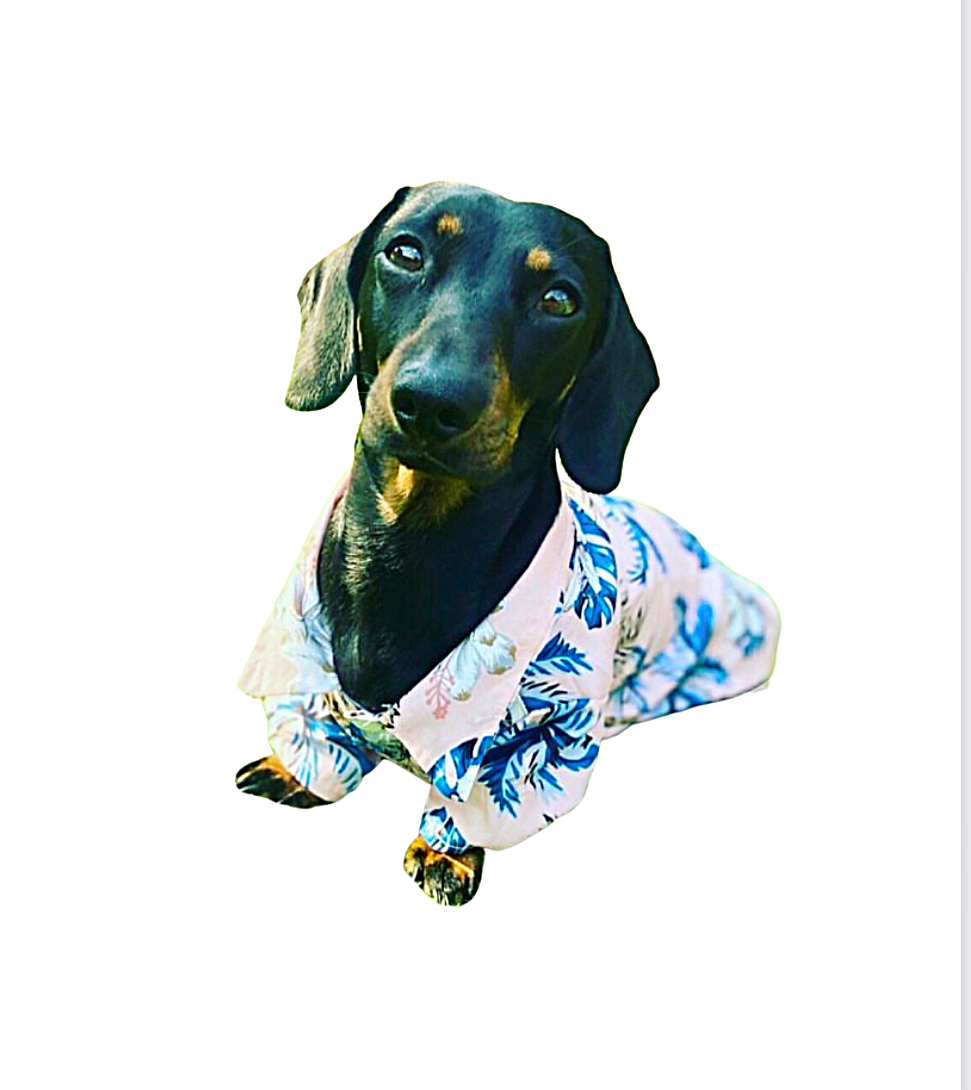 CLEARANCE - Sausage Dog Box Dachshund Hawaiian Shirt - Palm Tree