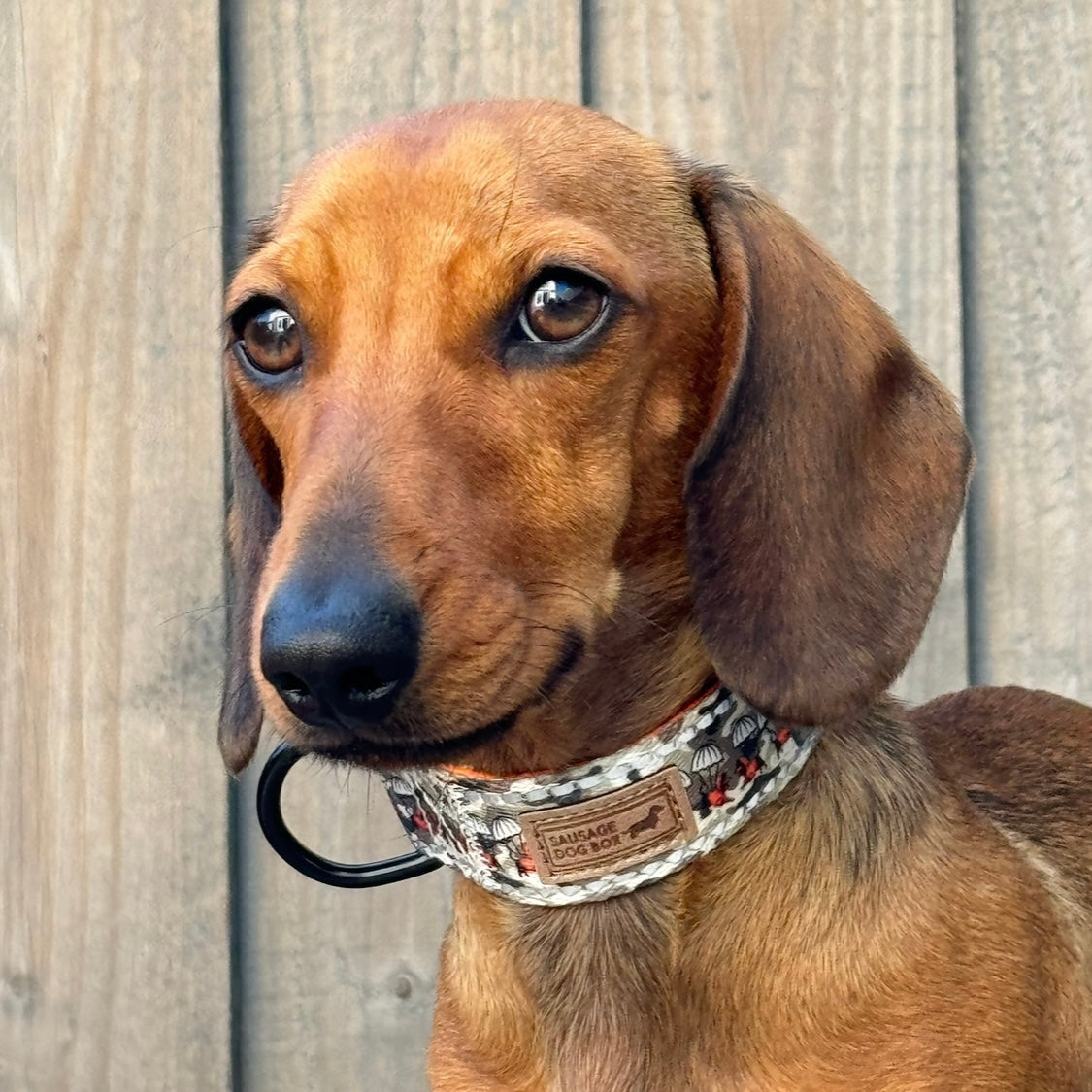 Action-Dax Collar