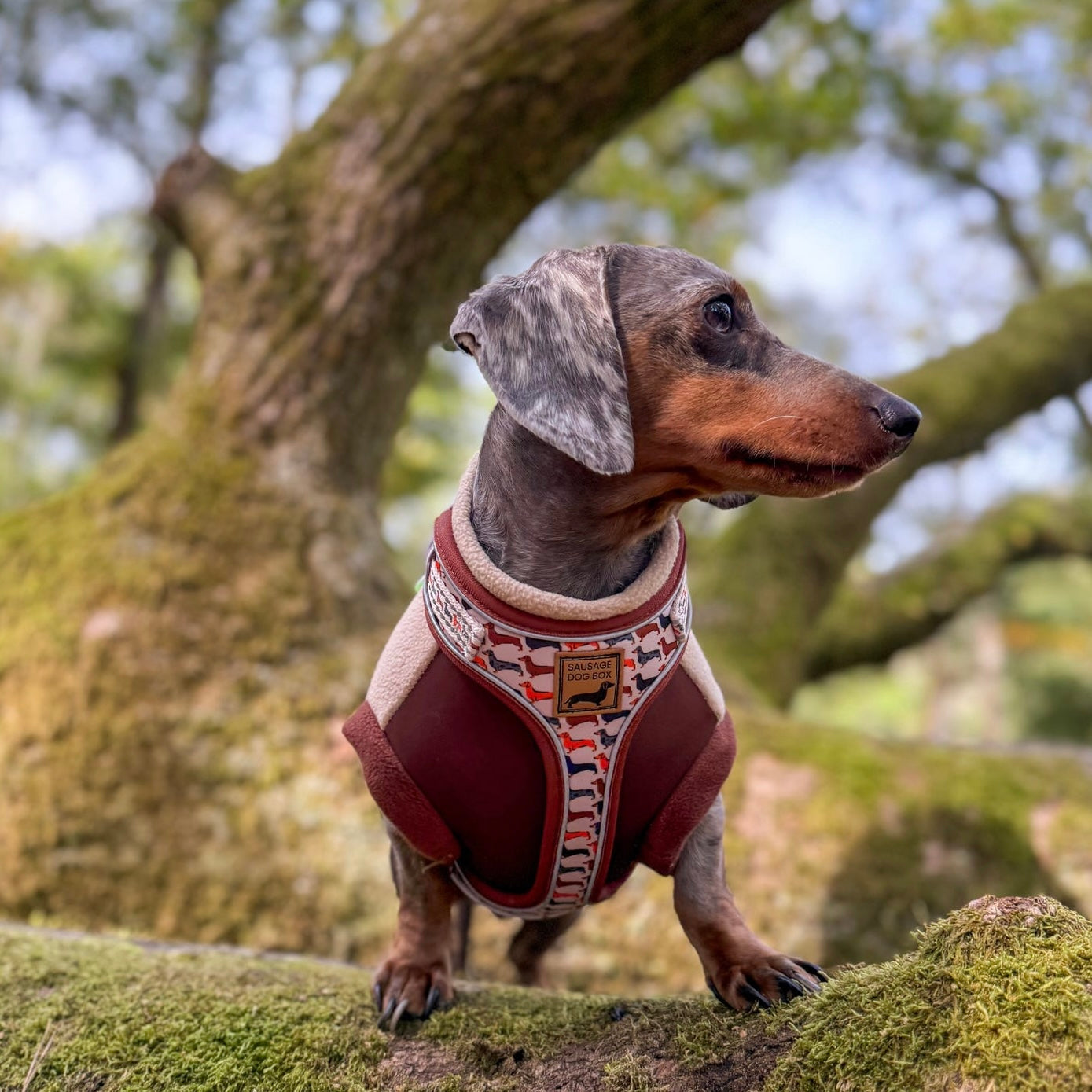 Beige Sophisticated Sausage Dachshund Anti-Rub Dog Harness
