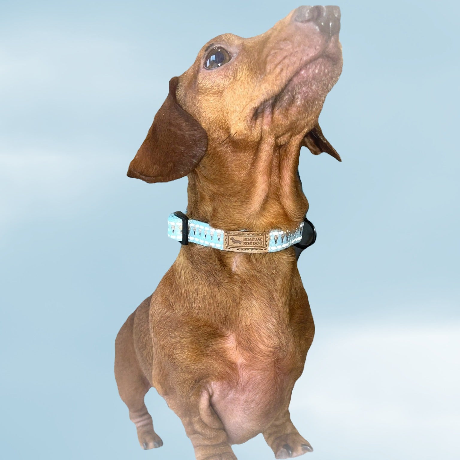 Adjustable Collar - Up Up & Away