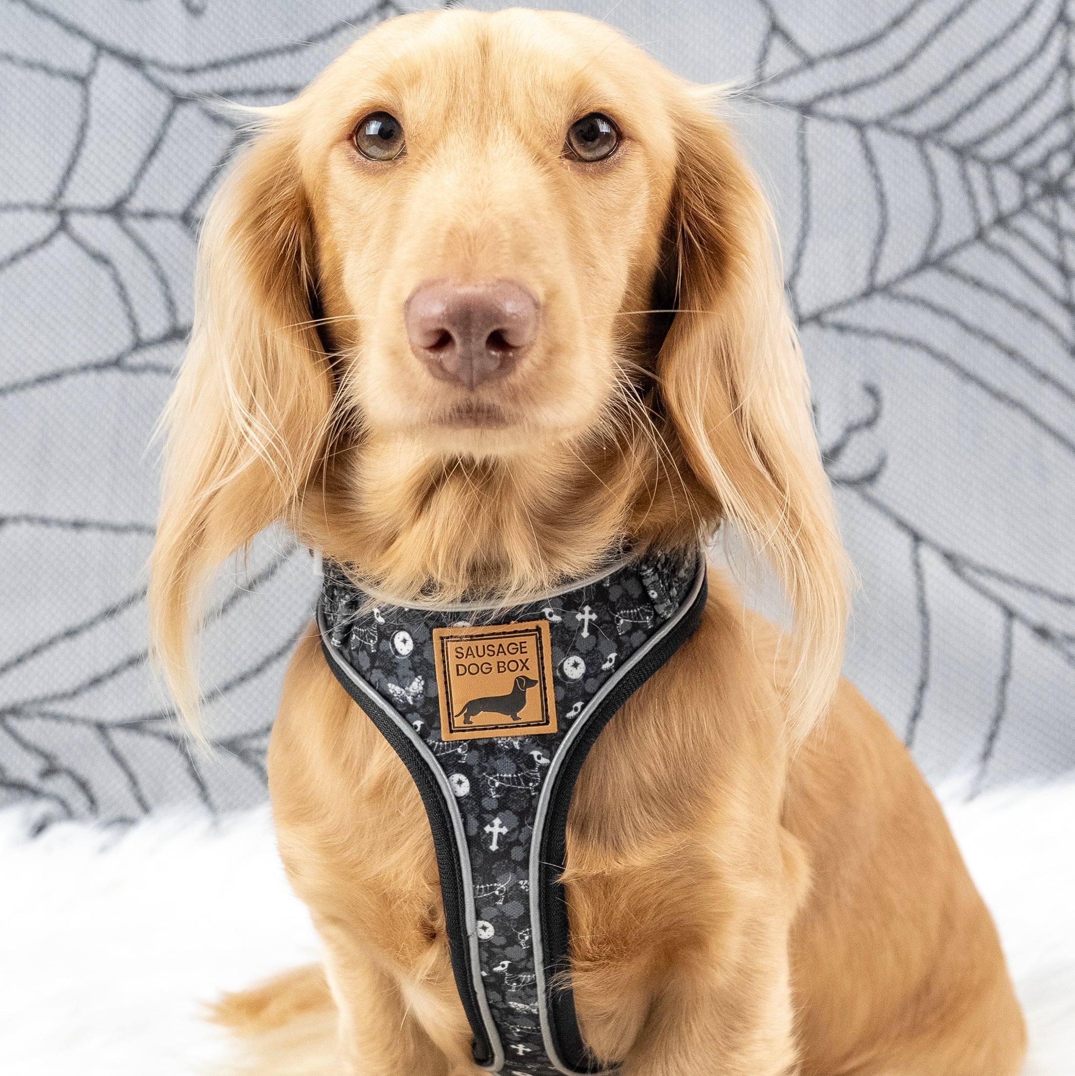 Twilight Doxie Sausage Dog Anti-Rub Harness