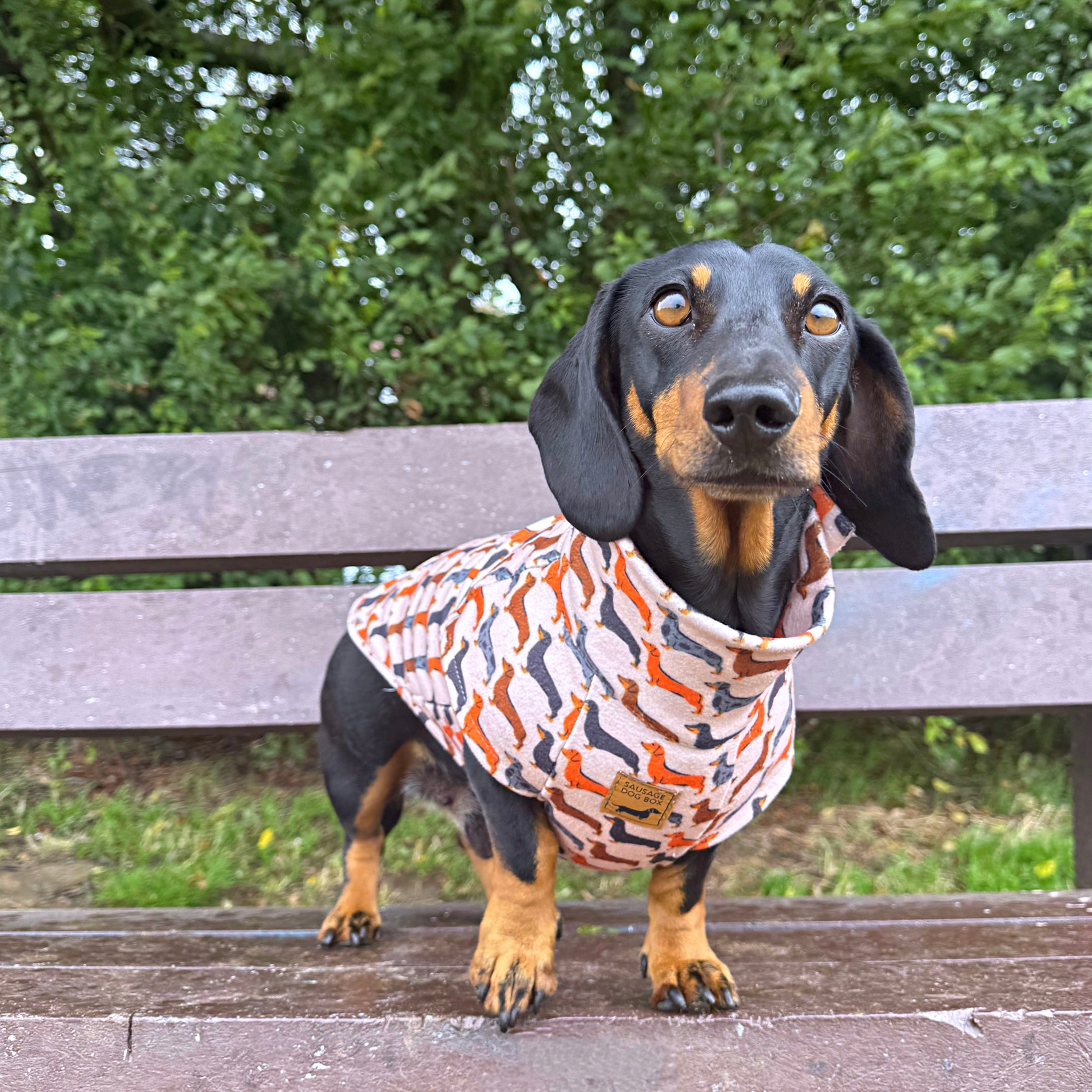 Beige Sophisticated Sausage Long Dog Zipper Dachshund Fleece Jumper / Sweater